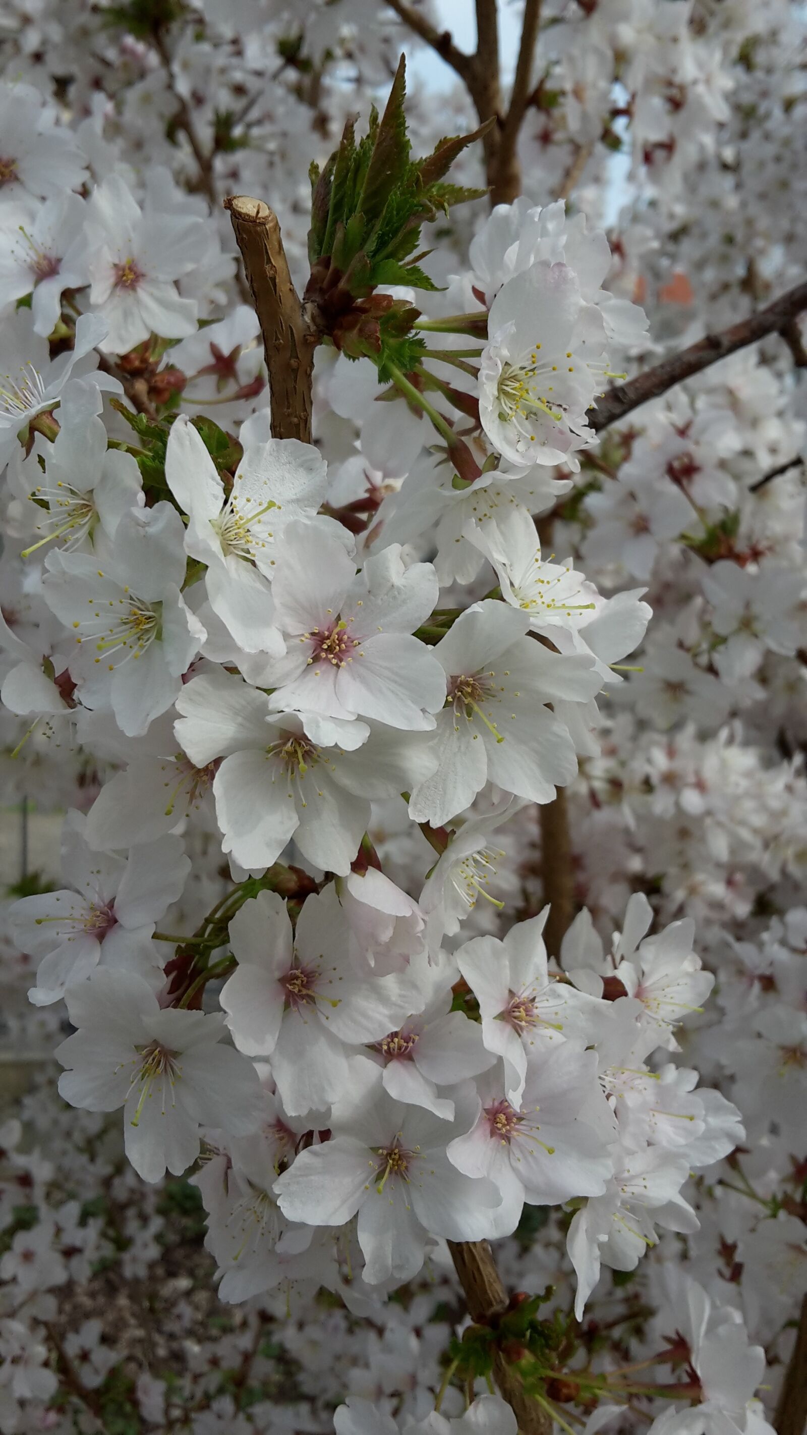 Samsung Galaxy S5 Mini sample photo. Spring, flowers, blossom photography