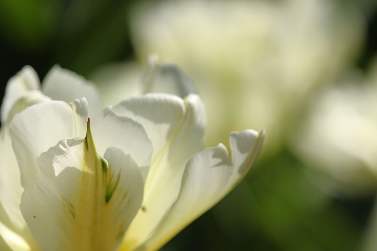 Canon EF-S 55-250mm F4-5.6 IS STM sample photo. White tulips, tulip bed photography