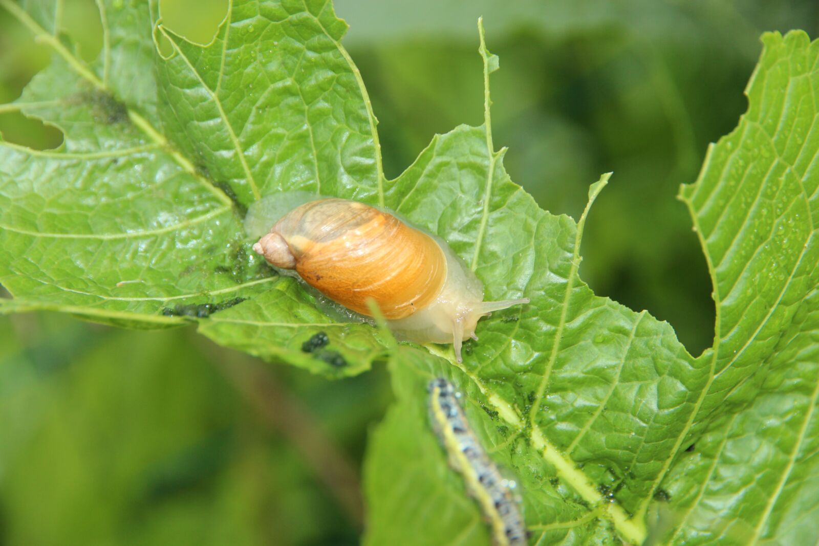Canon EF-S 15-85mm F3.5-5.6 IS USM sample photo. Snail, creeps, gastropods photography