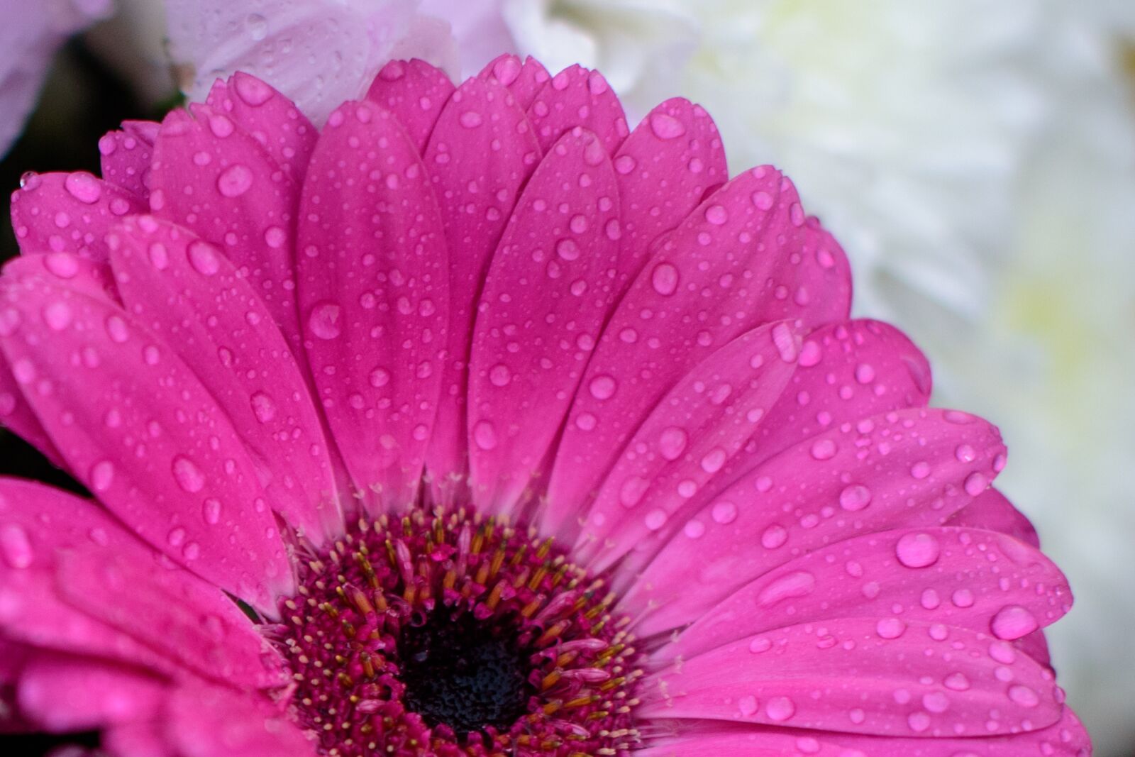 Nikon D750 sample photo. Flower, pink, rain photography