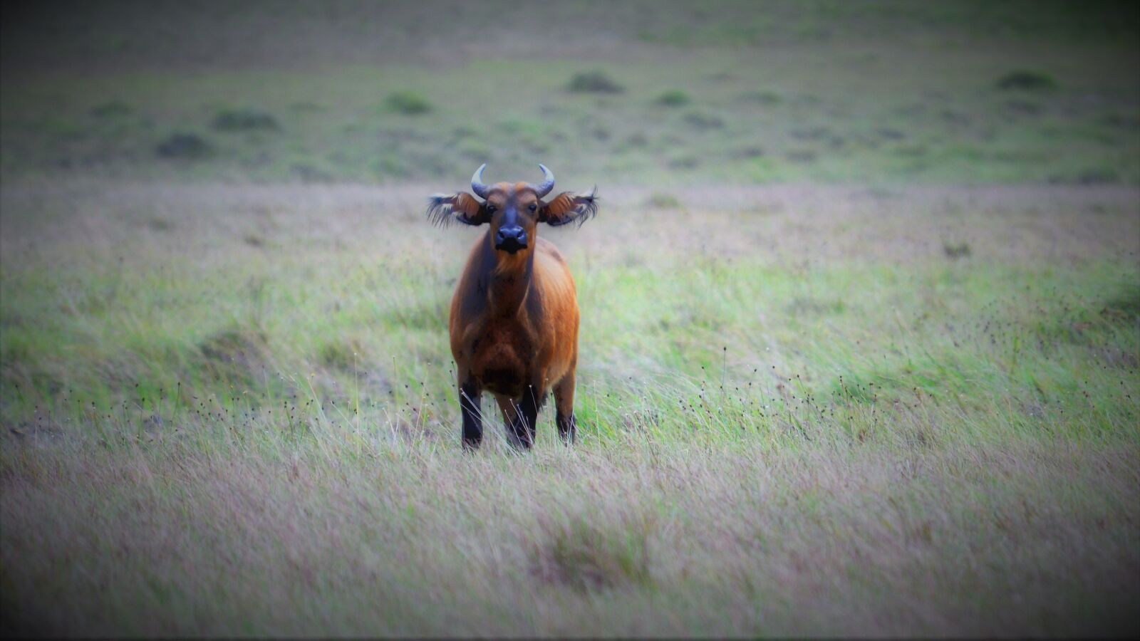Nikon D600 sample photo. Buffalo, africa, gabon photography