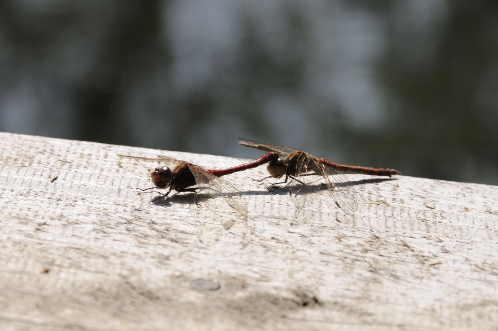 Nikon D300 sample photo. Dragonfly, nature, insect photography