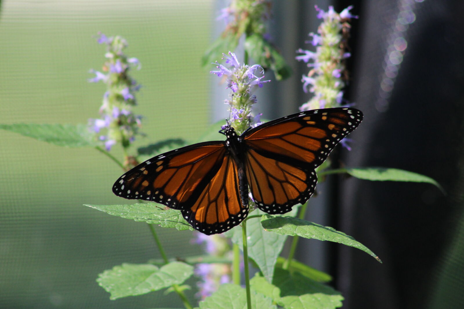 Canon EF 75-300mm f/4-5.6 sample photo. Butterflies, butterfly, monarch photography