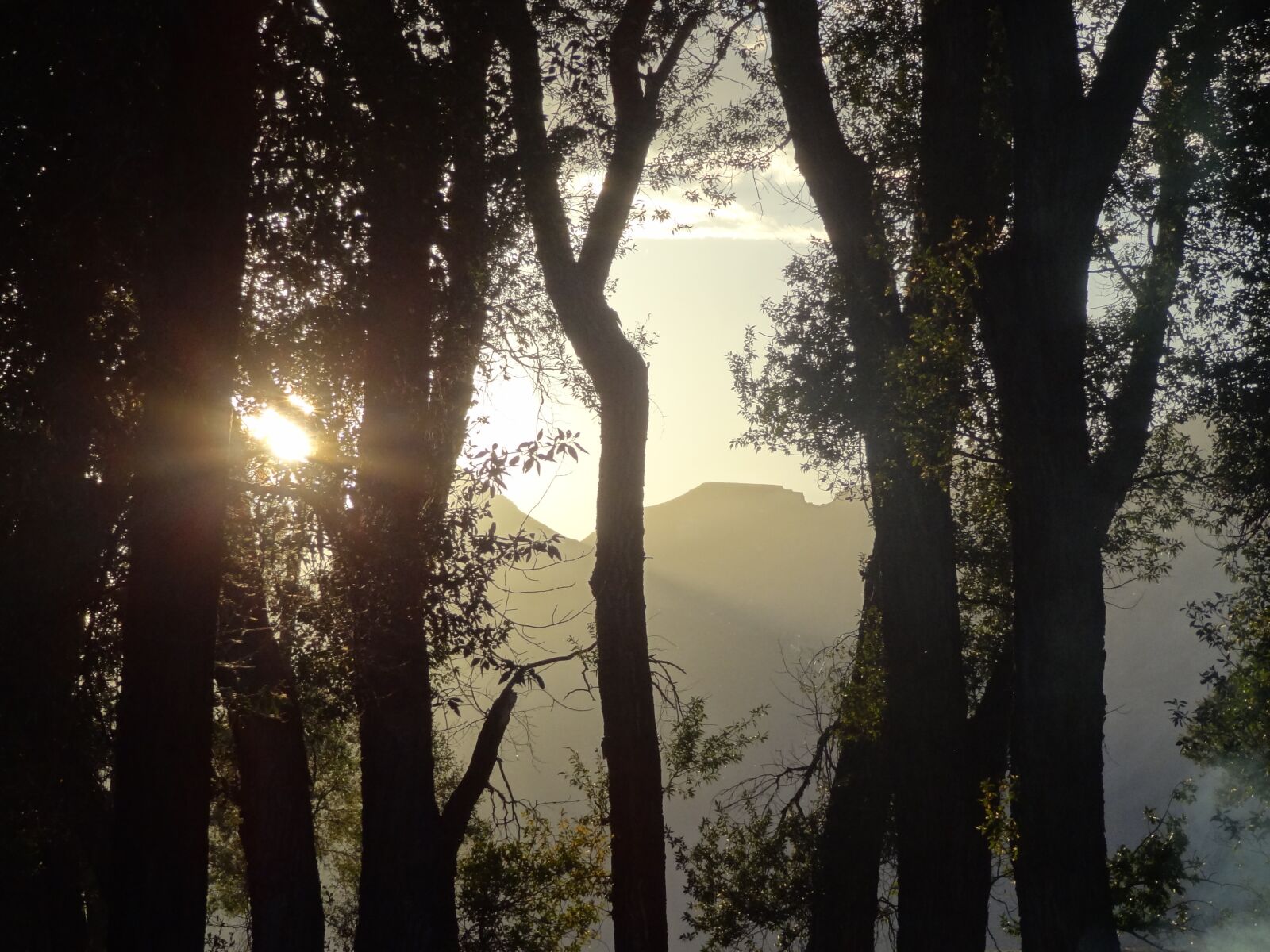 Sony Cyber-shot DSC-HX9V sample photo. Light, sun, forest photography
