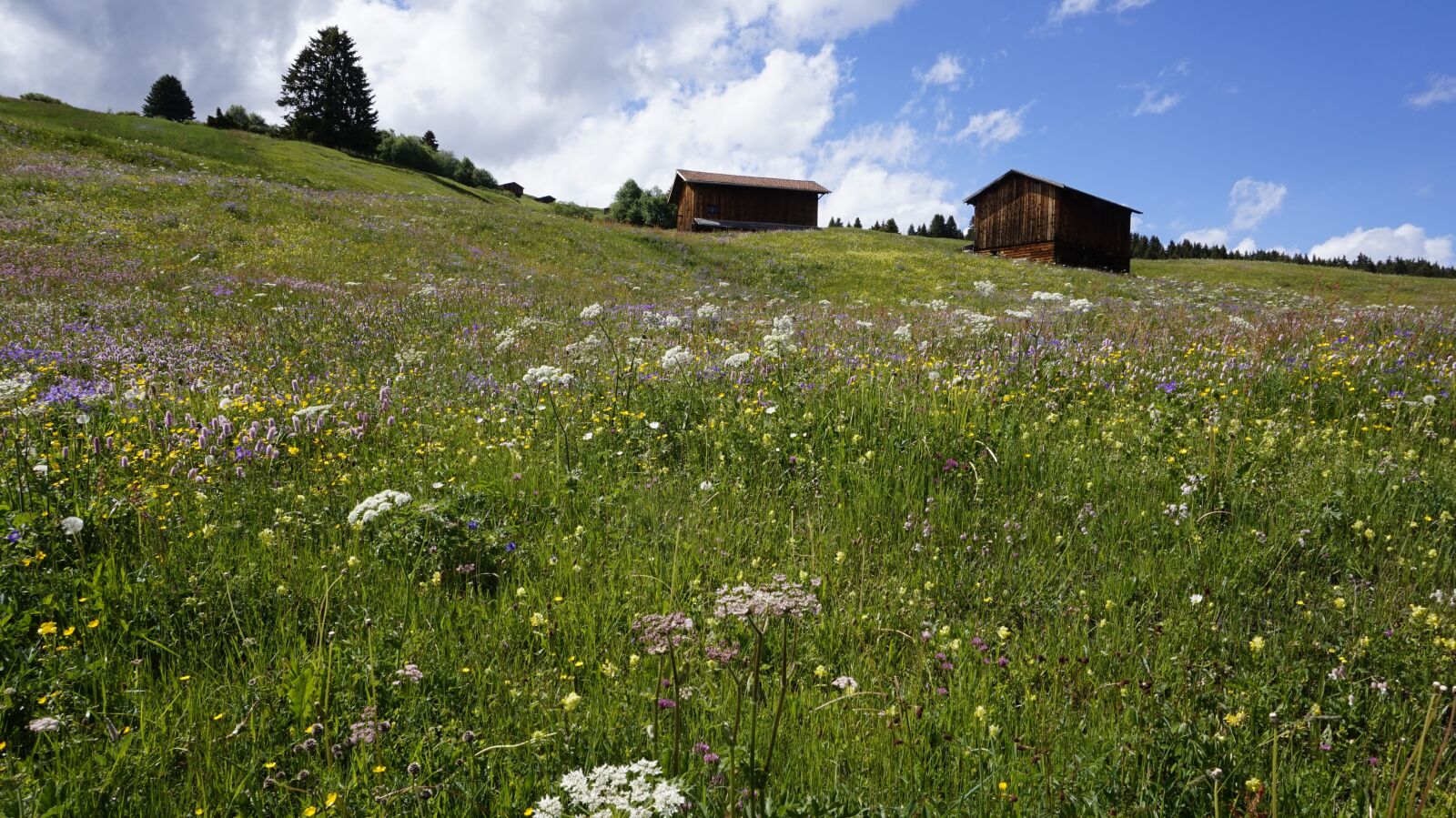 Sony Alpha a5000 (ILCE 5000) sample photo. Switzerland, meadow, alpine photography