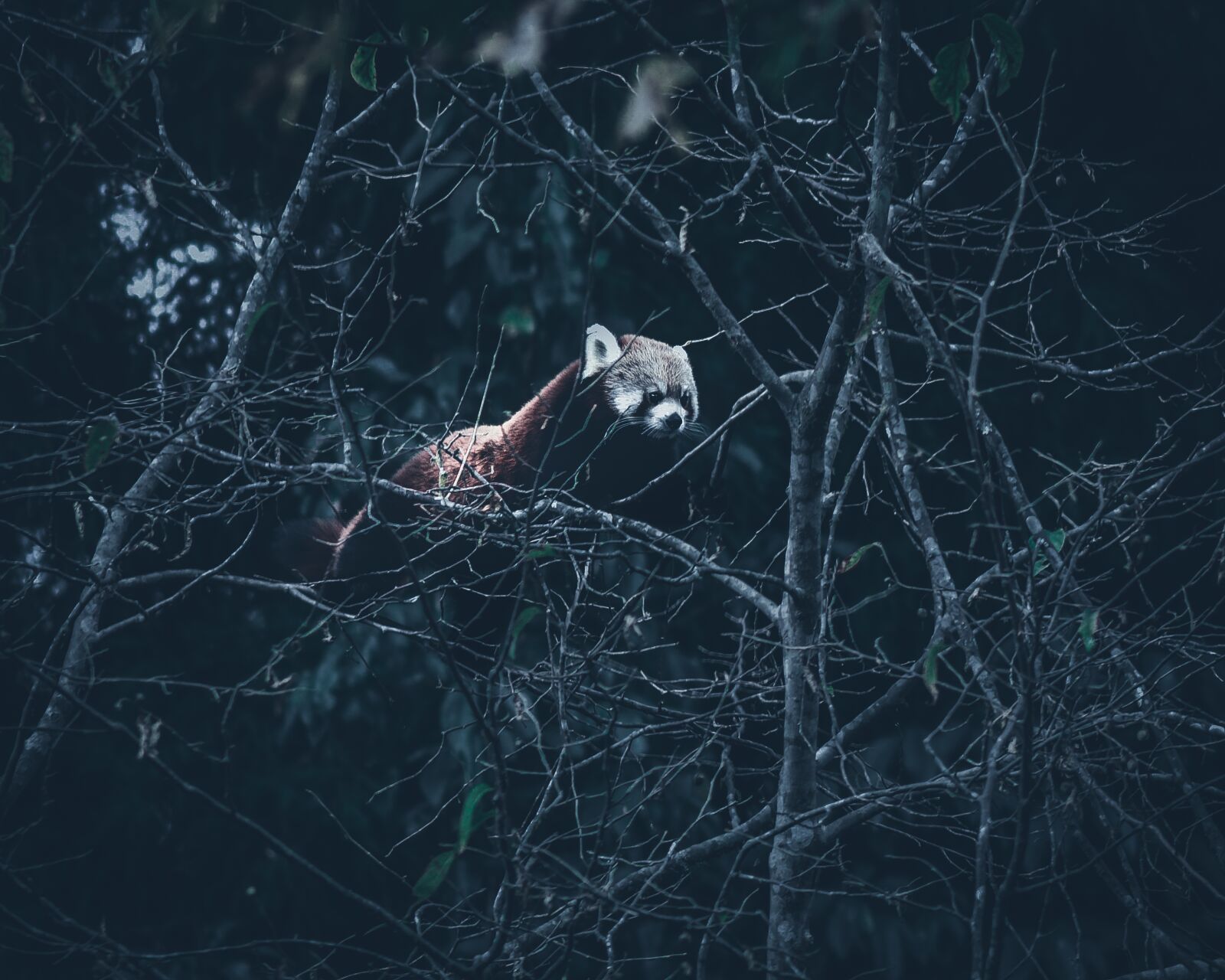 Nikon D5100 sample photo. Red panda, panda, animal photography