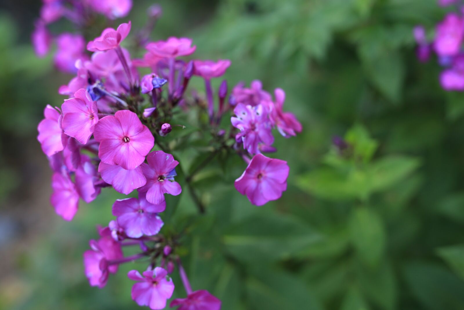 Canon EOS 6D sample photo. See flowers, summer, nature photography