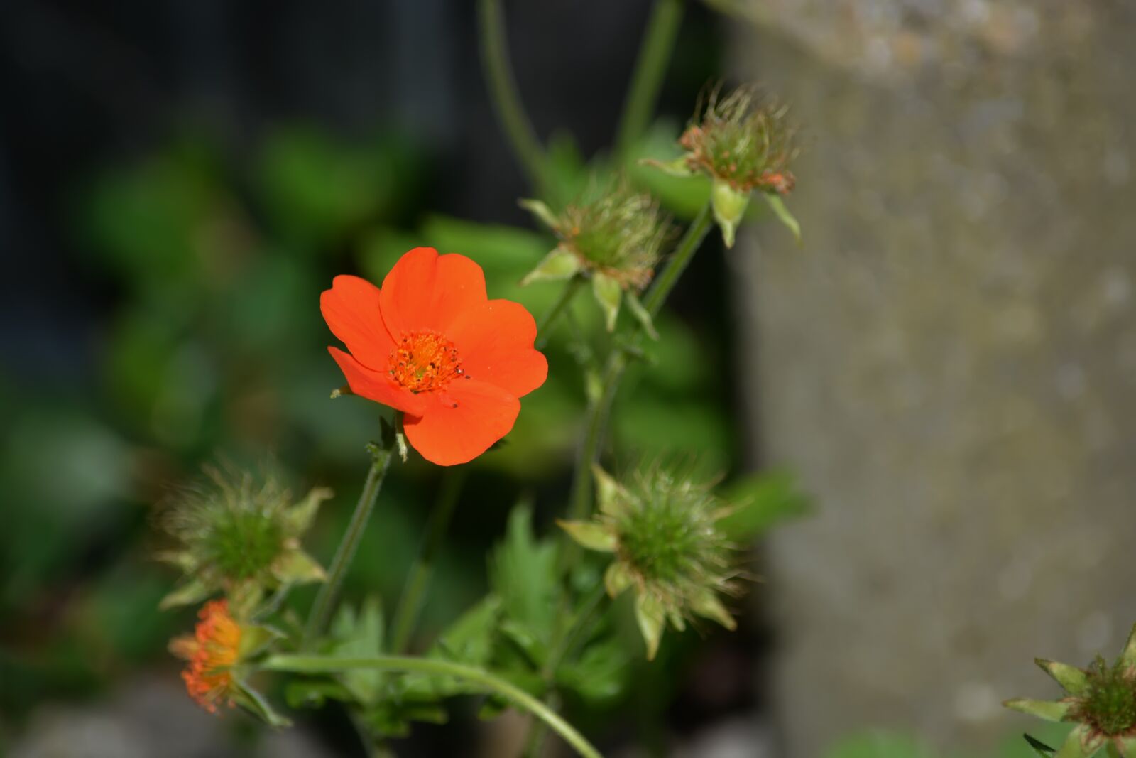 Nikon D5200 sample photo. Spring, flowers, orange photography