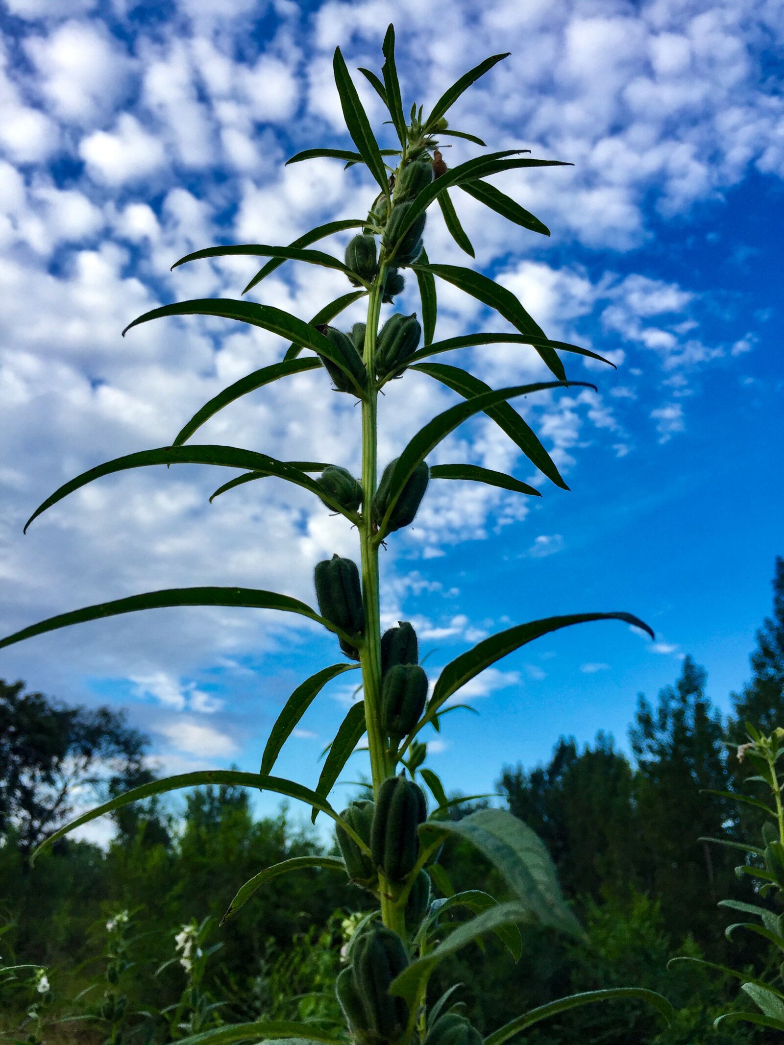 iPhone 6 back camera 4.15mm f/2.2 sample photo. Sesame, blue sky, white photography