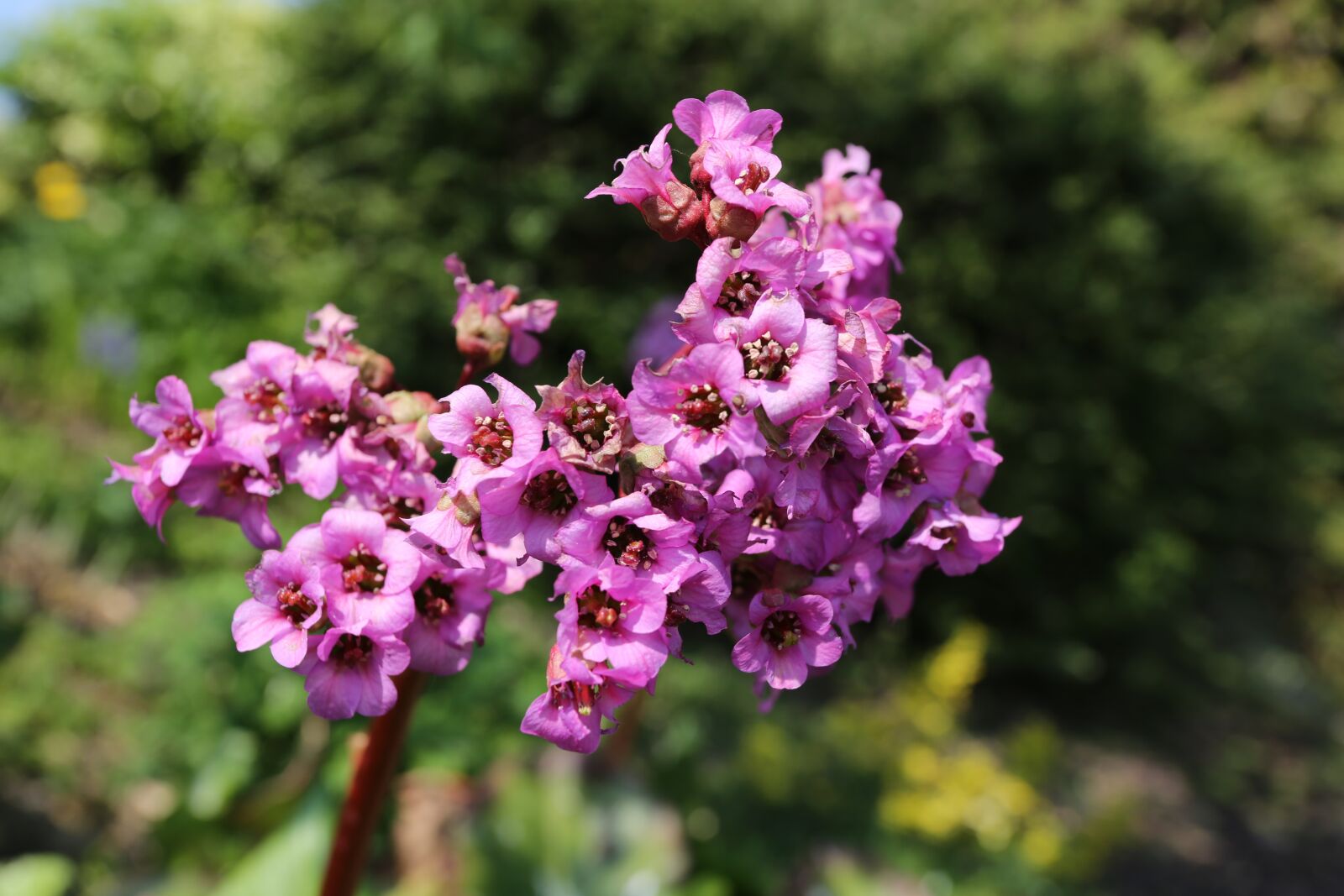 Canon EF 17-40mm F4L USM sample photo. Flower, nature, plant photography