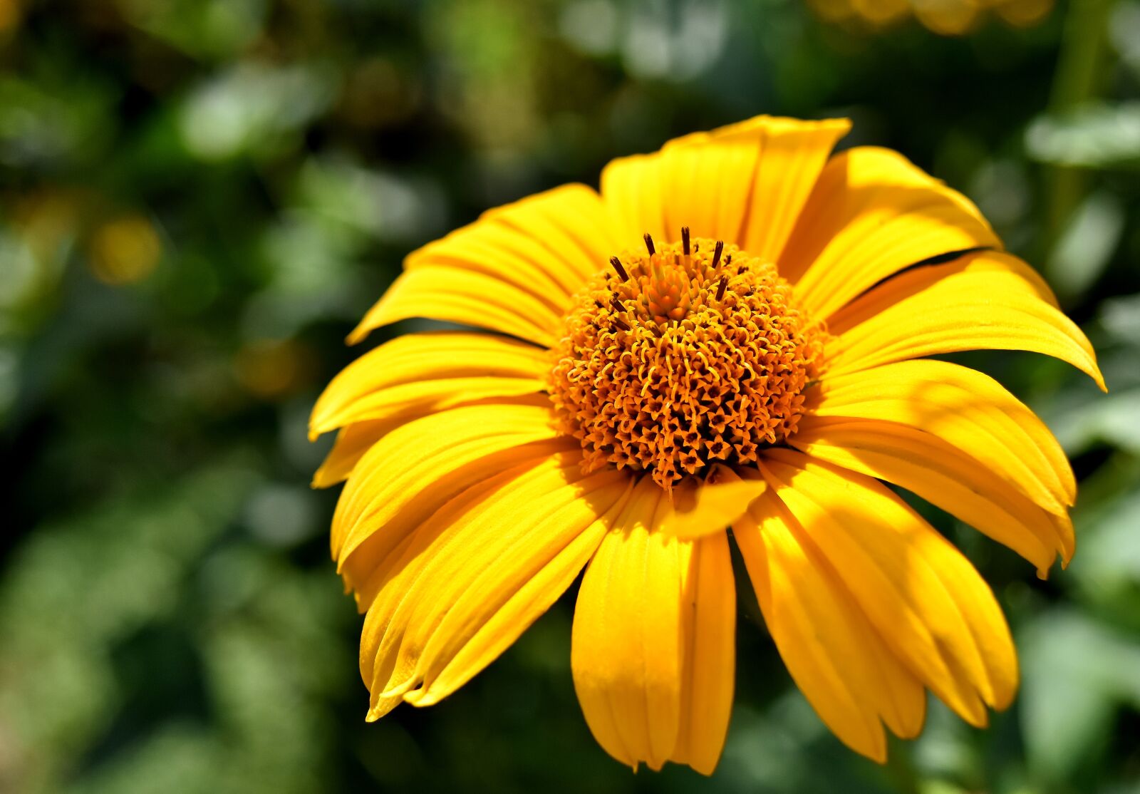 Nikon D7200 sample photo. Flower, yellow, blossom photography