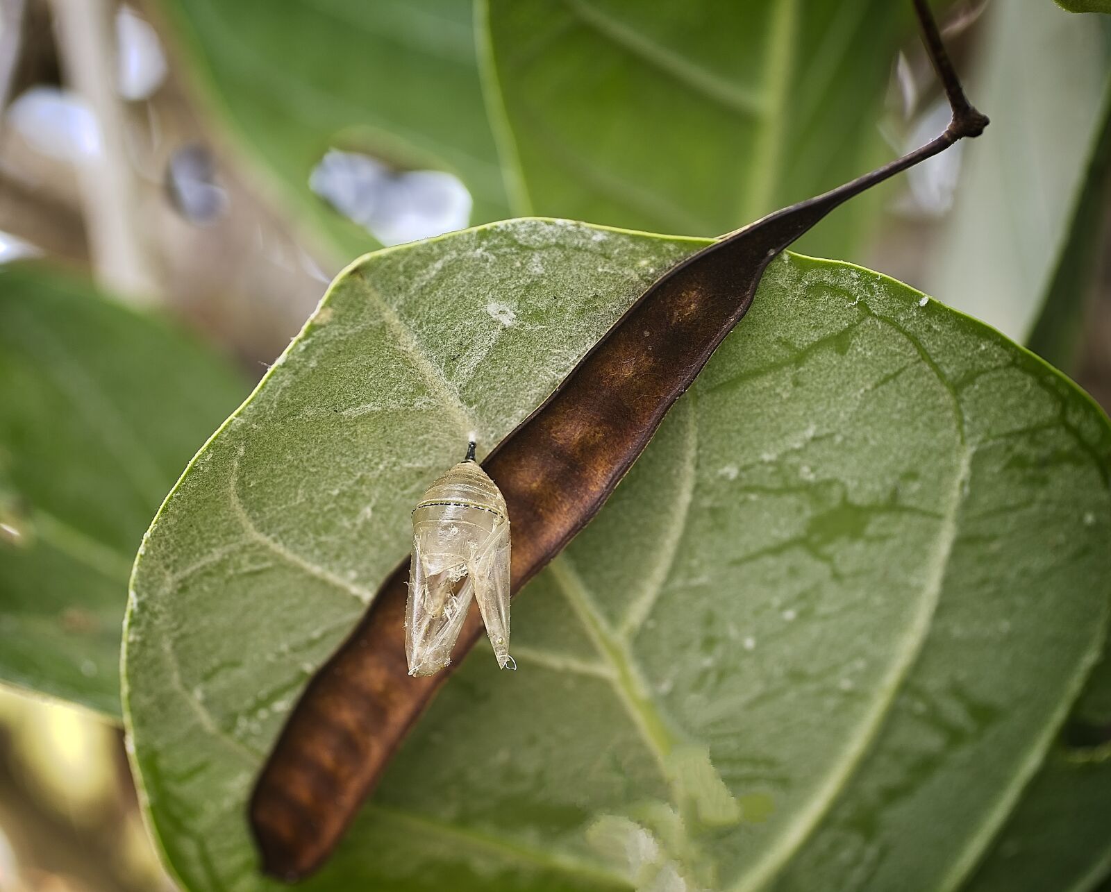 Sony a7 III sample photo. Monarch chrysalis, chrysalis, monarch photography