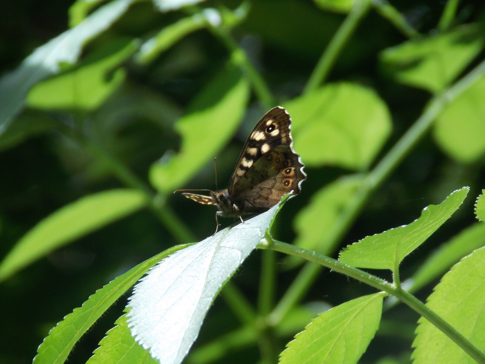 Nikon Coolpix L810 sample photo. Butterfly, nature, insect photography