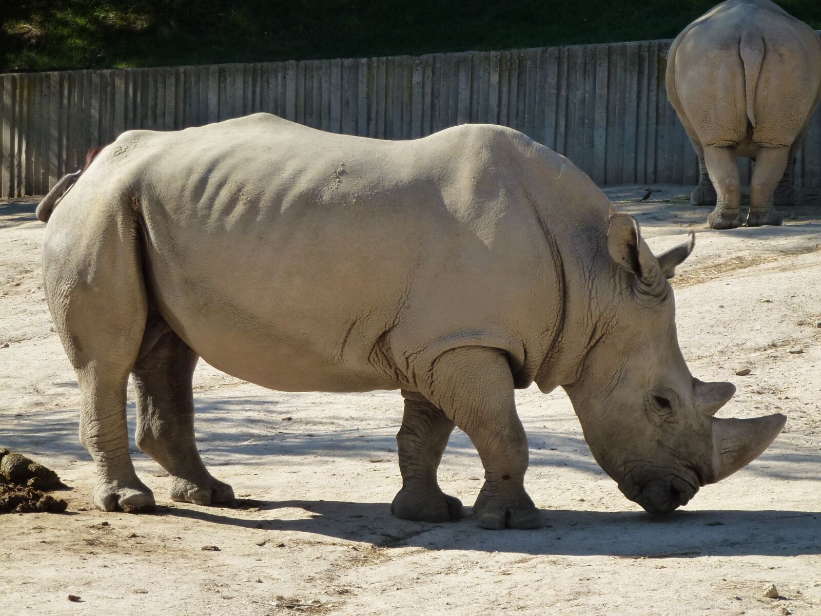 Panasonic Lumix DMC-ZS10 (Lumix DMC-TZ20 / Lumix DMC-TZ22) sample photo. Rhino, white rhino, zoo photography