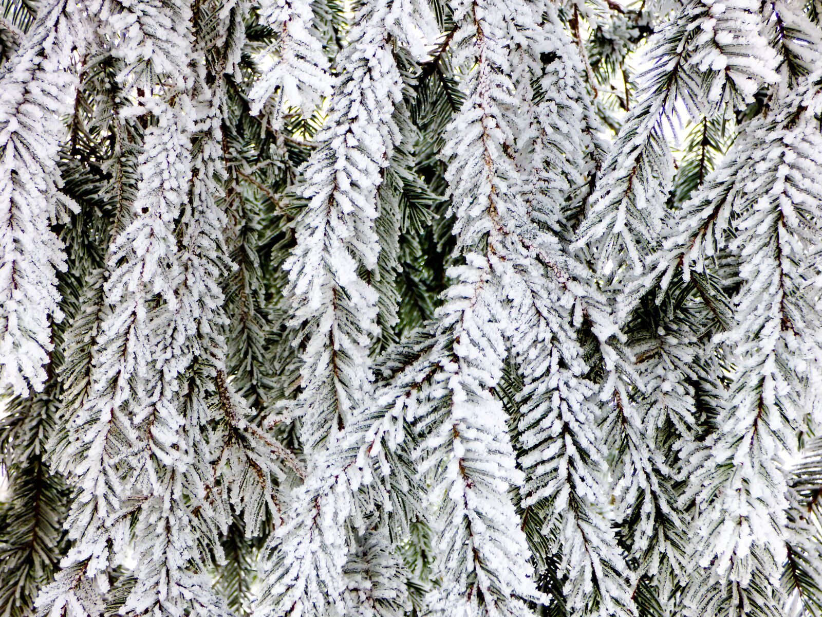 Panasonic DMC-FZ72 sample photo. Winter, bough, rime photography