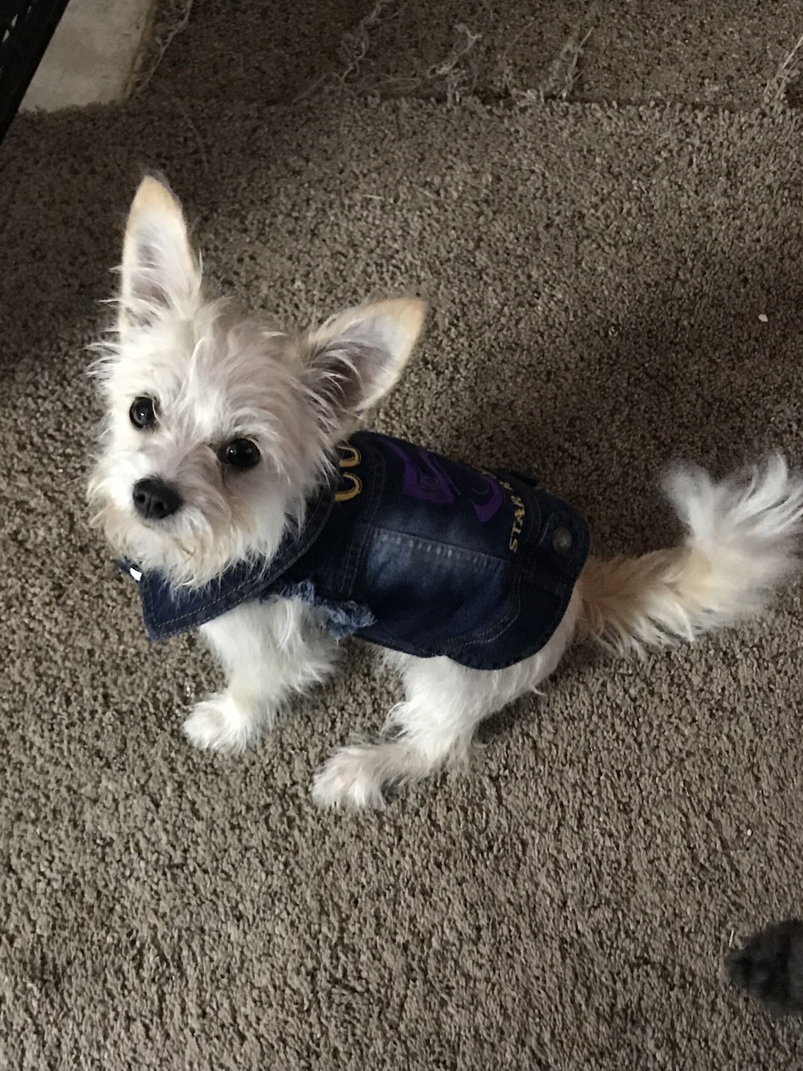 iPhone 7 Plus back dual camera 3.99mm f/1.8 sample photo. Puppy, jacket, chihuahua poodle photography