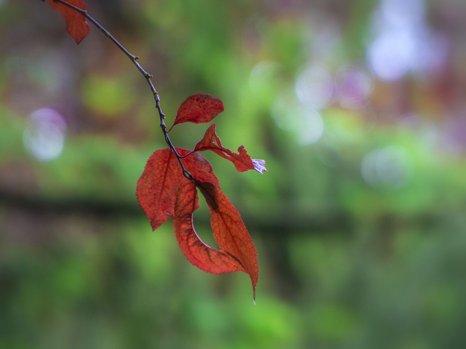 Sony E PZ 18-105mm F4 G OSS sample photo. Leaves, red, autumn photography