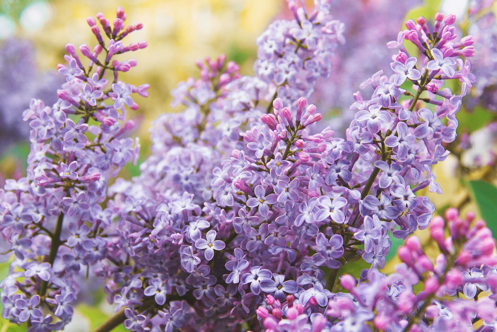 Canon EF 28-135mm F3.5-5.6 IS USM sample photo. Flowers, lilac, pink photography