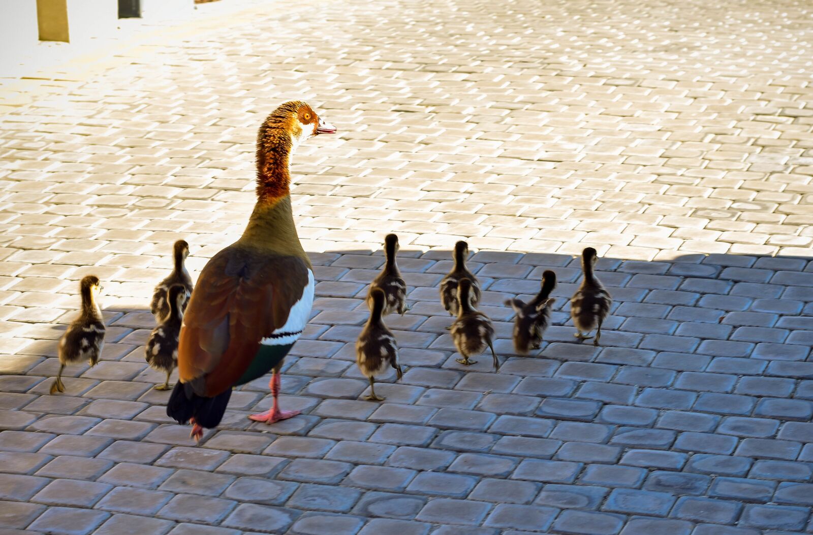 Nikon D5500 sample photo. Egyptian geese, egyptian goose photography