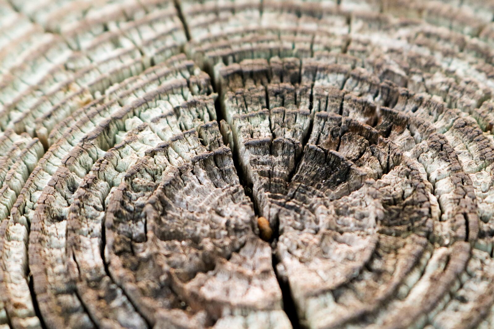 Canon EOS 750D (EOS Rebel T6i / EOS Kiss X8i) sample photo. Texture, pattern, structure photography