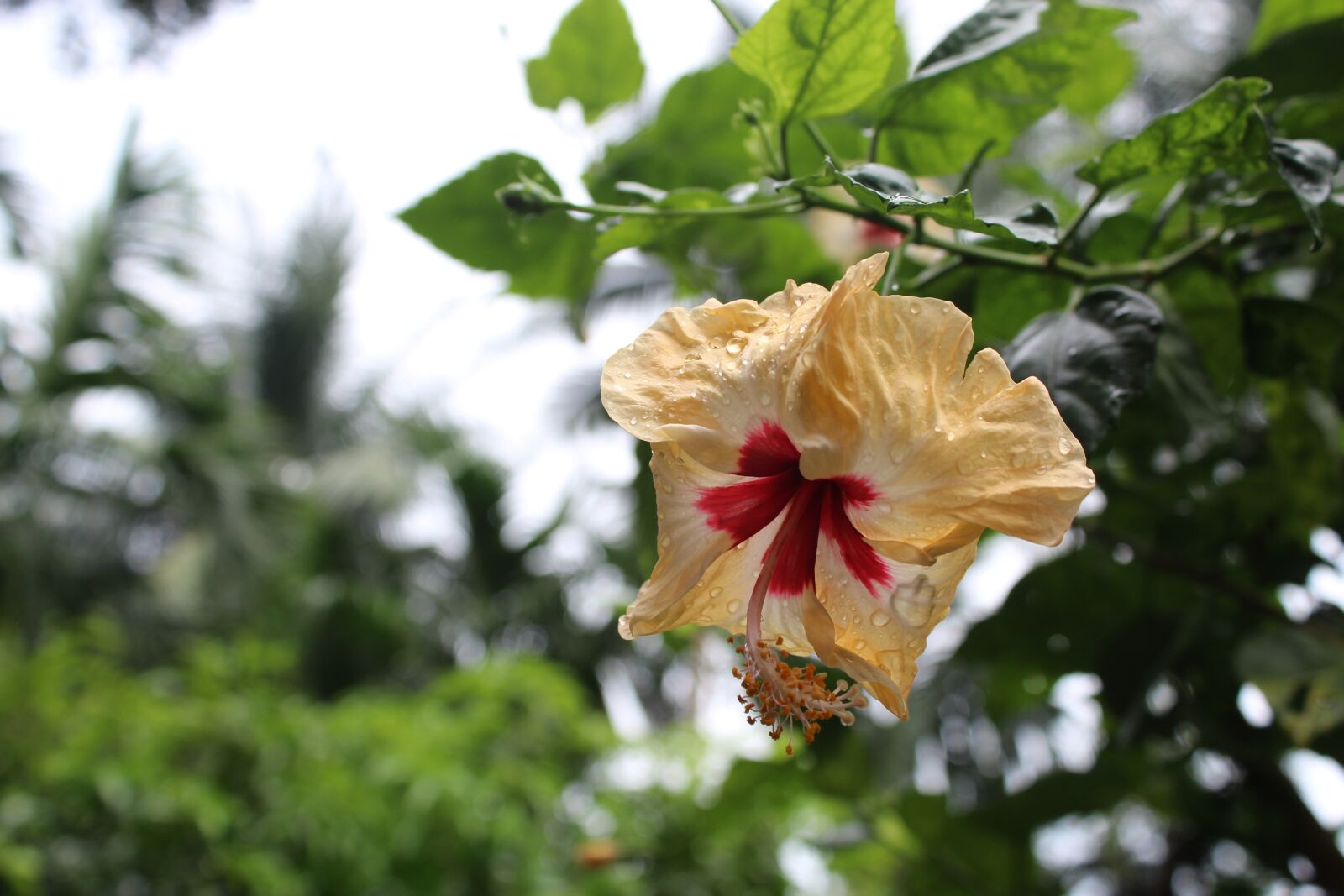 Canon EOS 1300D (EOS Rebel T6 / EOS Kiss X80) sample photo. Flora, flower, nature photography