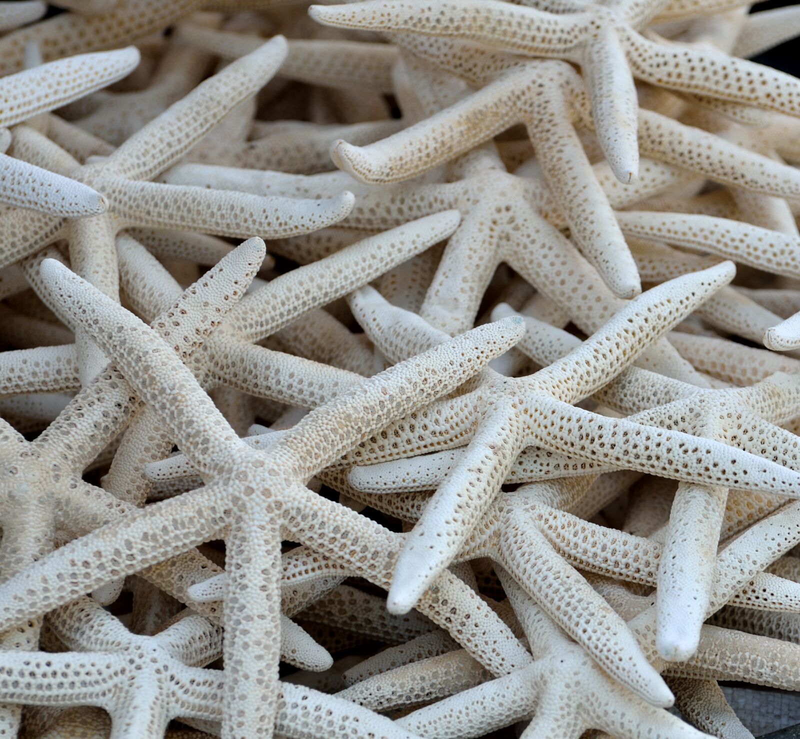 Nikon D7000 sample photo. Starfish, shell, sea life photography
