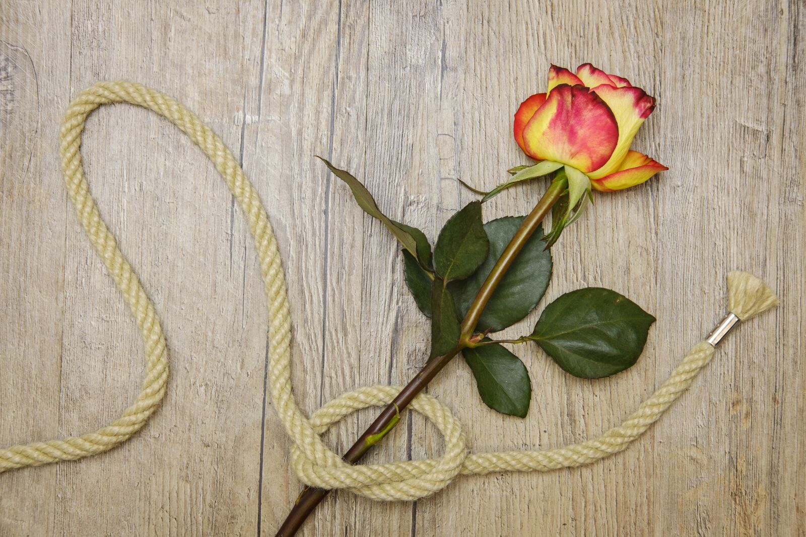 Fujifilm X-T2 + Fujifilm XF 35mm F2 R WR sample photo. Rose, love, connection photography