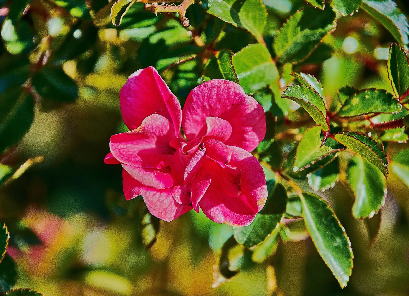 Nikon D7200 sample photo. Flower, garden, red photography