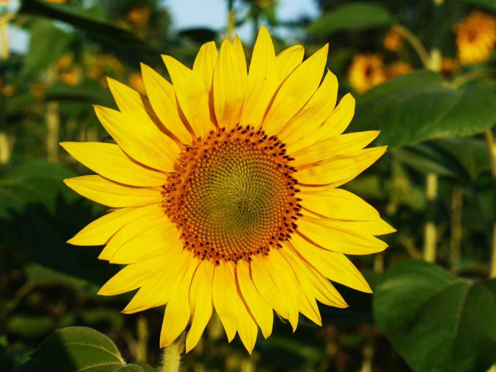 Panasonic Lumix DMC-G1 sample photo. Sunflower, blossom, bloom photography