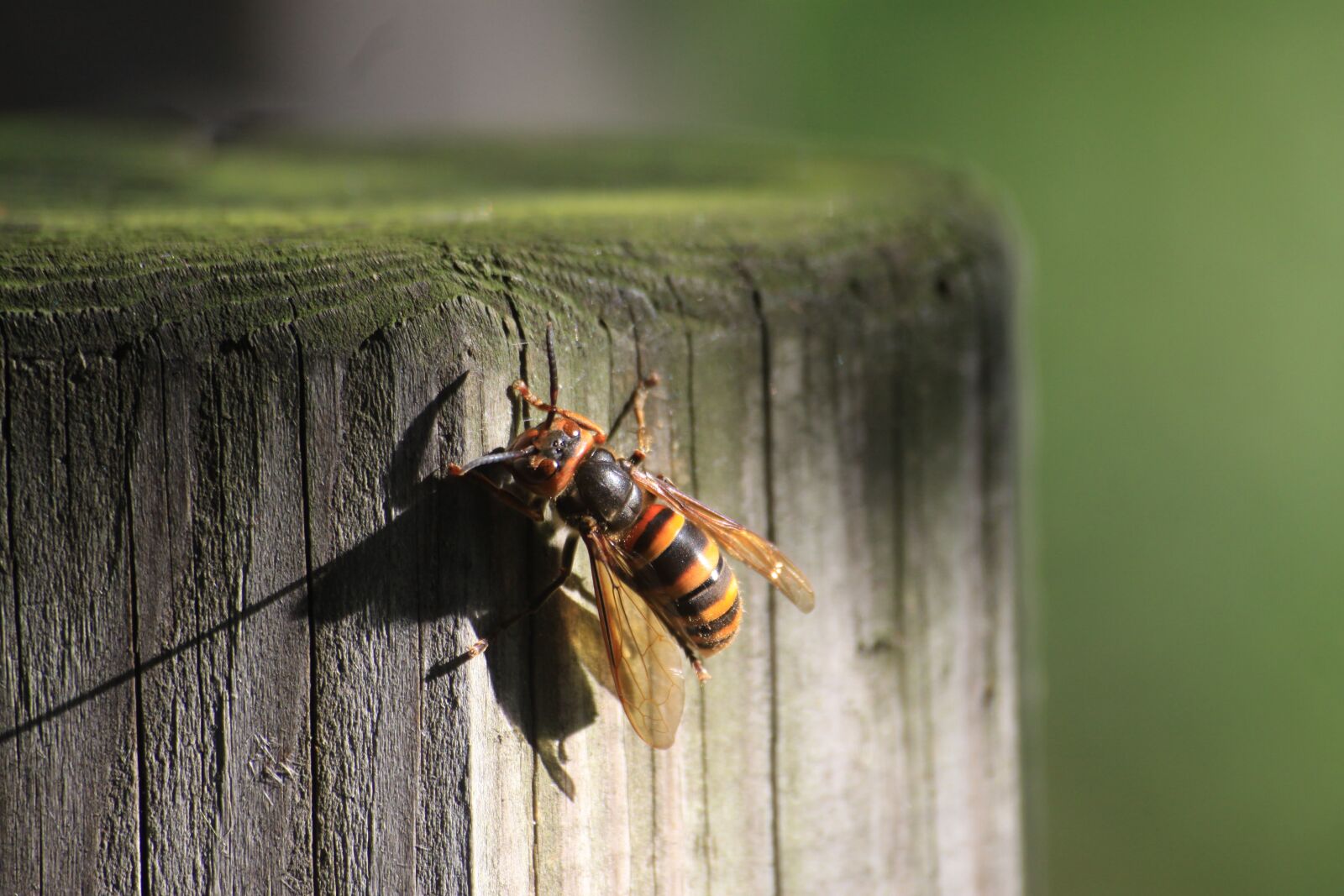 Canon EOS 50D sample photo. Bee, the wasp, wood photography