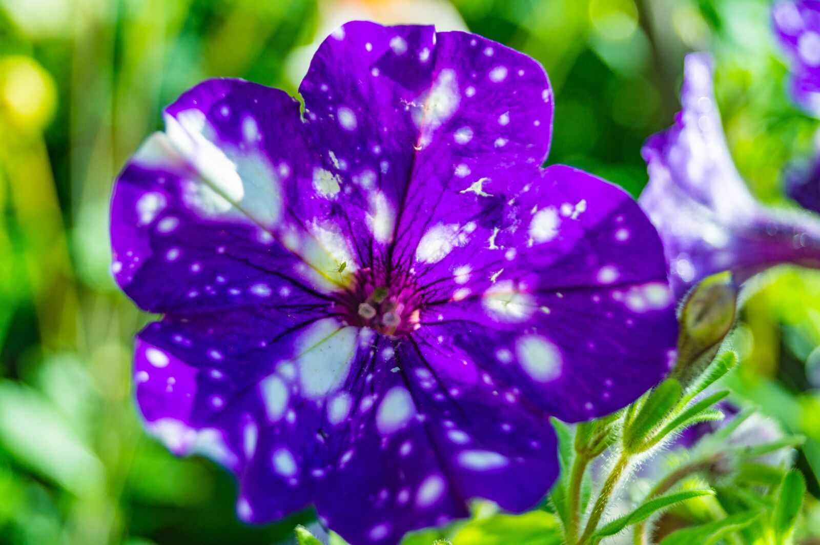 Sony SLT-A37 sample photo. Flower, blossom, bloom photography