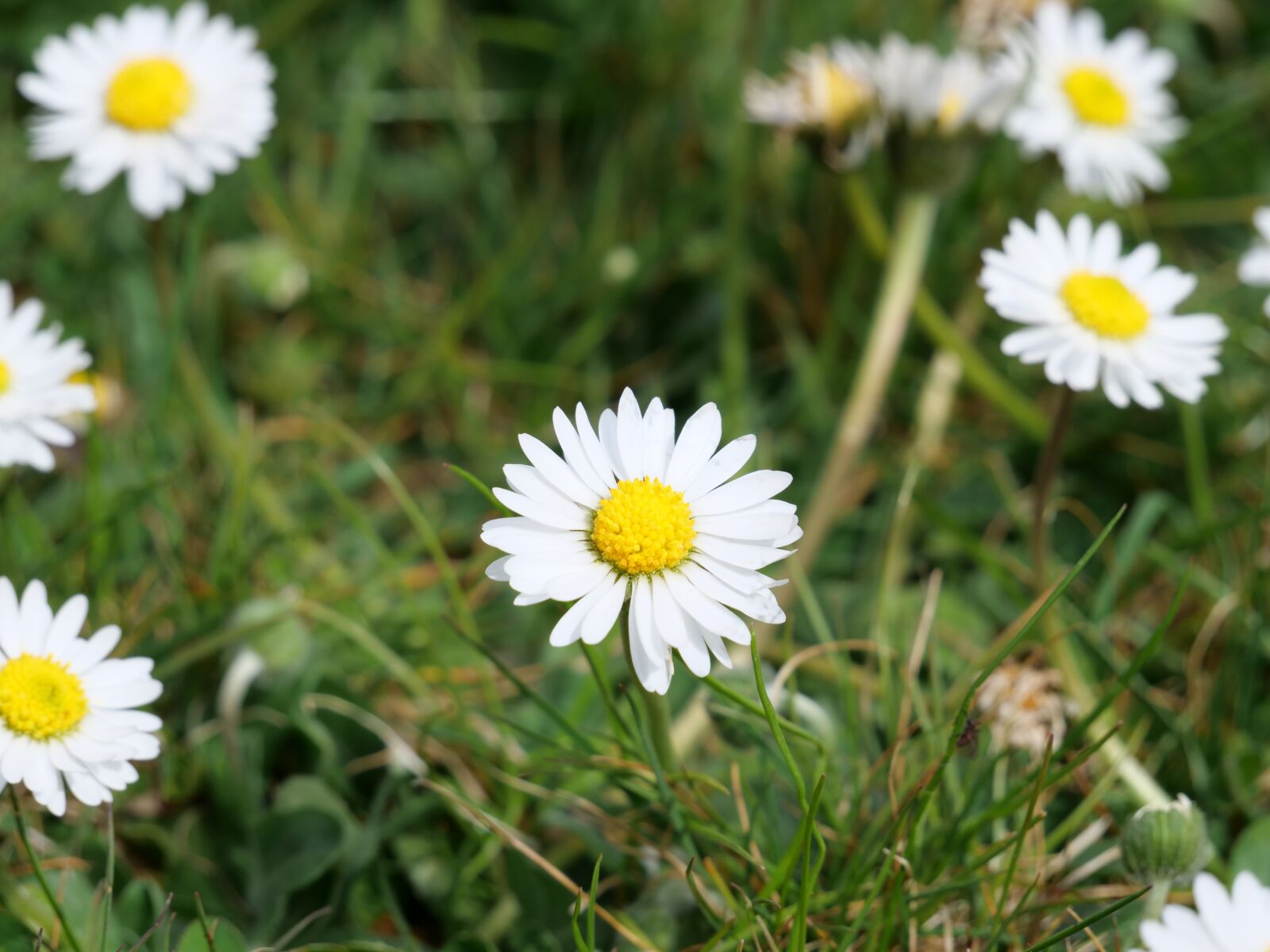 Panasonic Lumix DC-G9 sample photo. Flower, yellow, bre photography