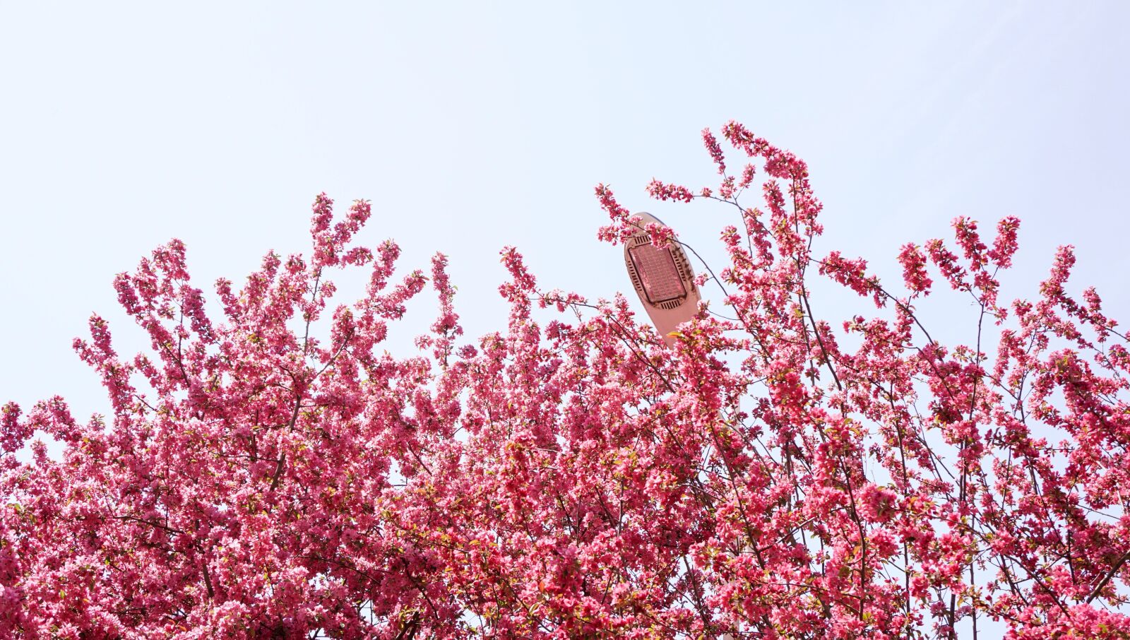 Sony E 16-50mm F3.5-5.6 PZ OSS sample photo. Begonia flower, spring, sky photography