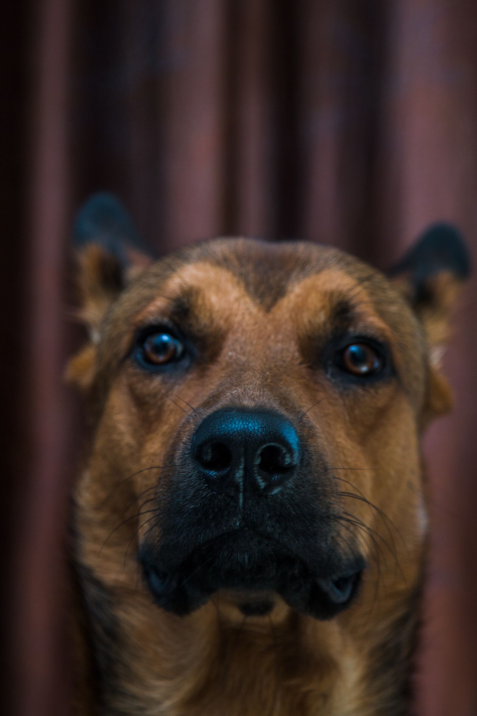 Canon EOS 70D + Canon EF 24-105mm F4L IS USM sample photo. Dog, pet, nose photography