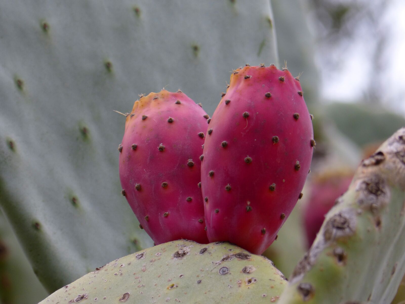Panasonic DMC-FZ62 sample photo. Prickly pear, shovel, prickly photography