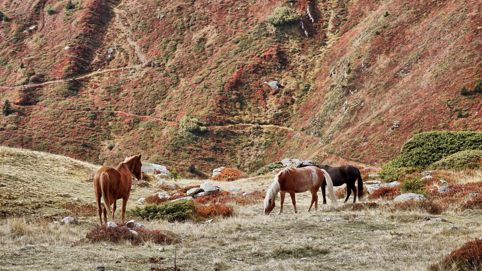 Sony DT 55-300mm F4.5-5.6 SAM sample photo. Horses, graze, meadow photography