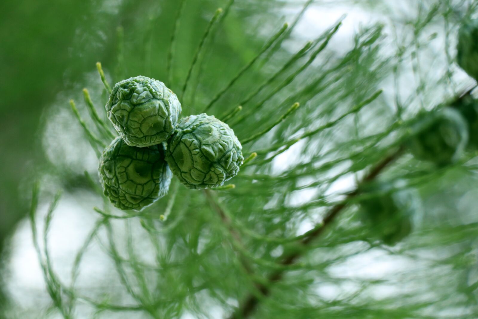 Canon EOS 77D (EOS 9000D / EOS 770D) sample photo. Fruit, metasequoia, green photography