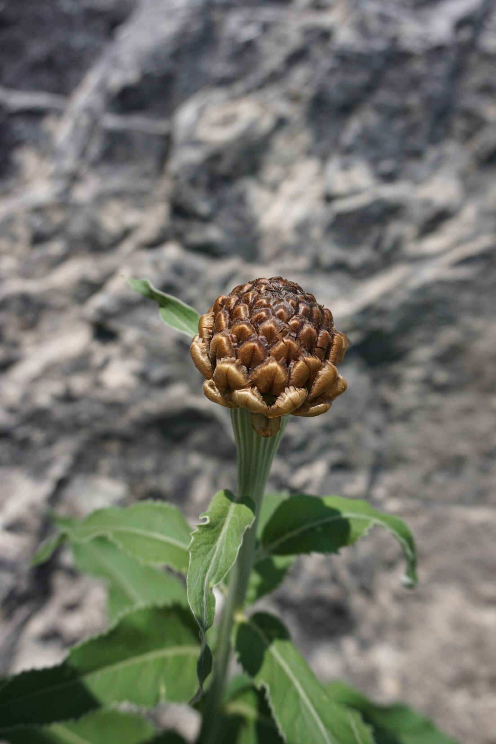 Sony E 16-50mm F3.5-5.6 PZ OSS sample photo. Nature, leaf, plant photography