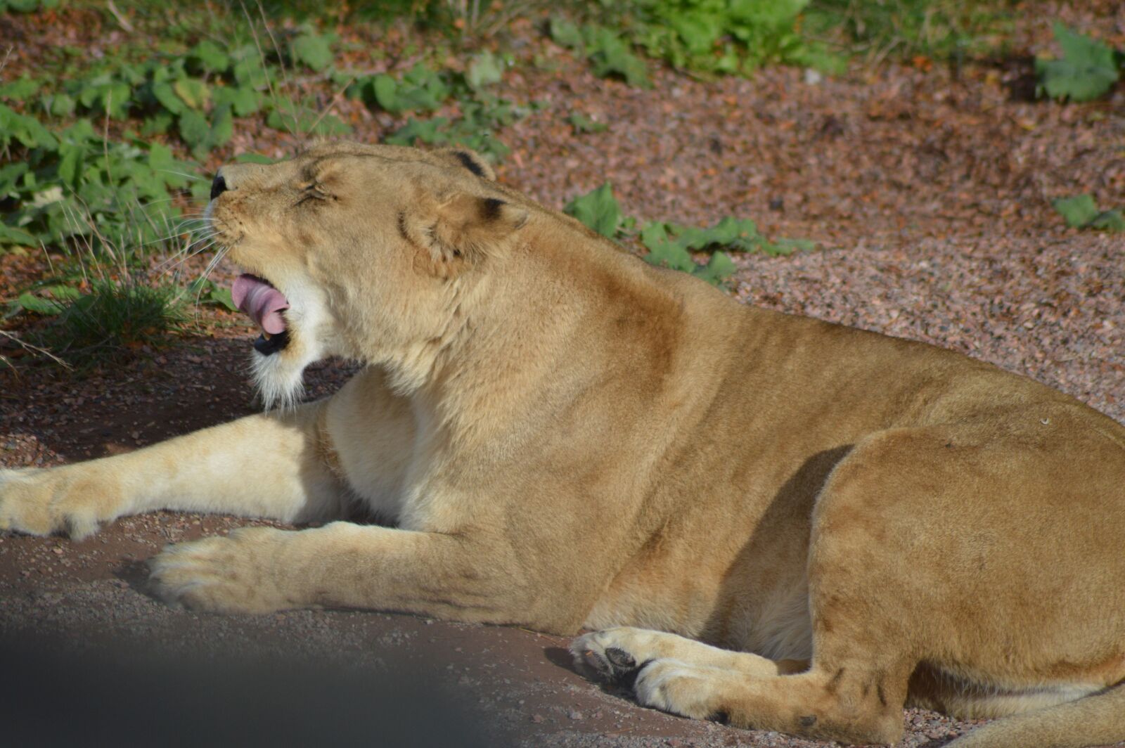 Nikon D3200 sample photo. Animal, lioness, hangover photography