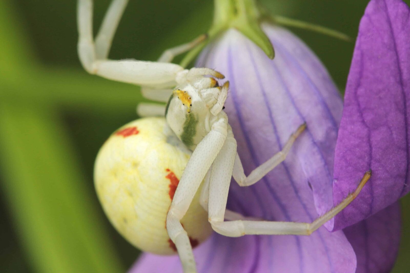 Canon EOS 1100D (EOS Rebel T3 / EOS Kiss X50) sample photo. Spider, insect, flower, nature photography