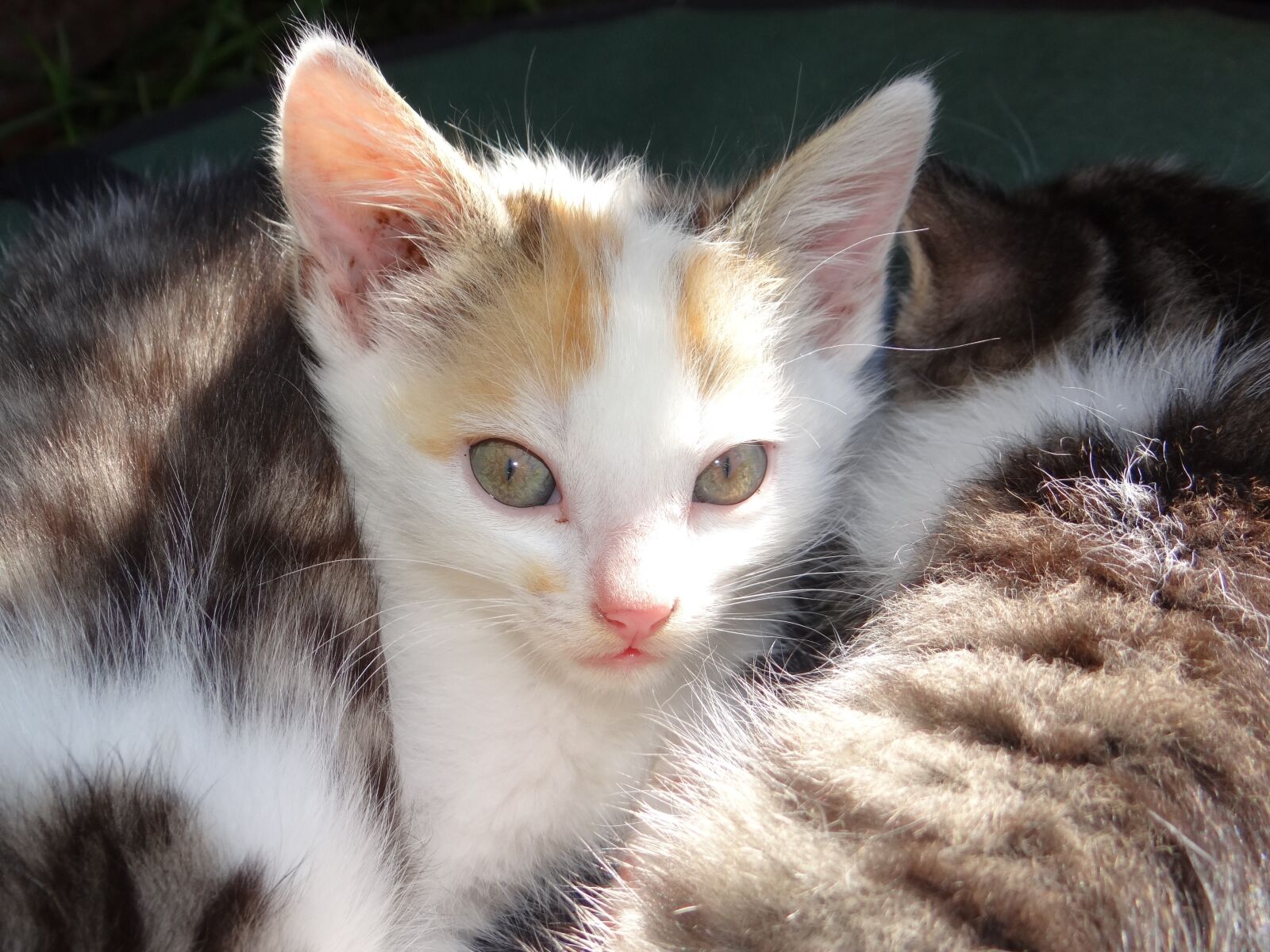 Sony DSC-HX200V sample photo. Animal, cat, baby photography
