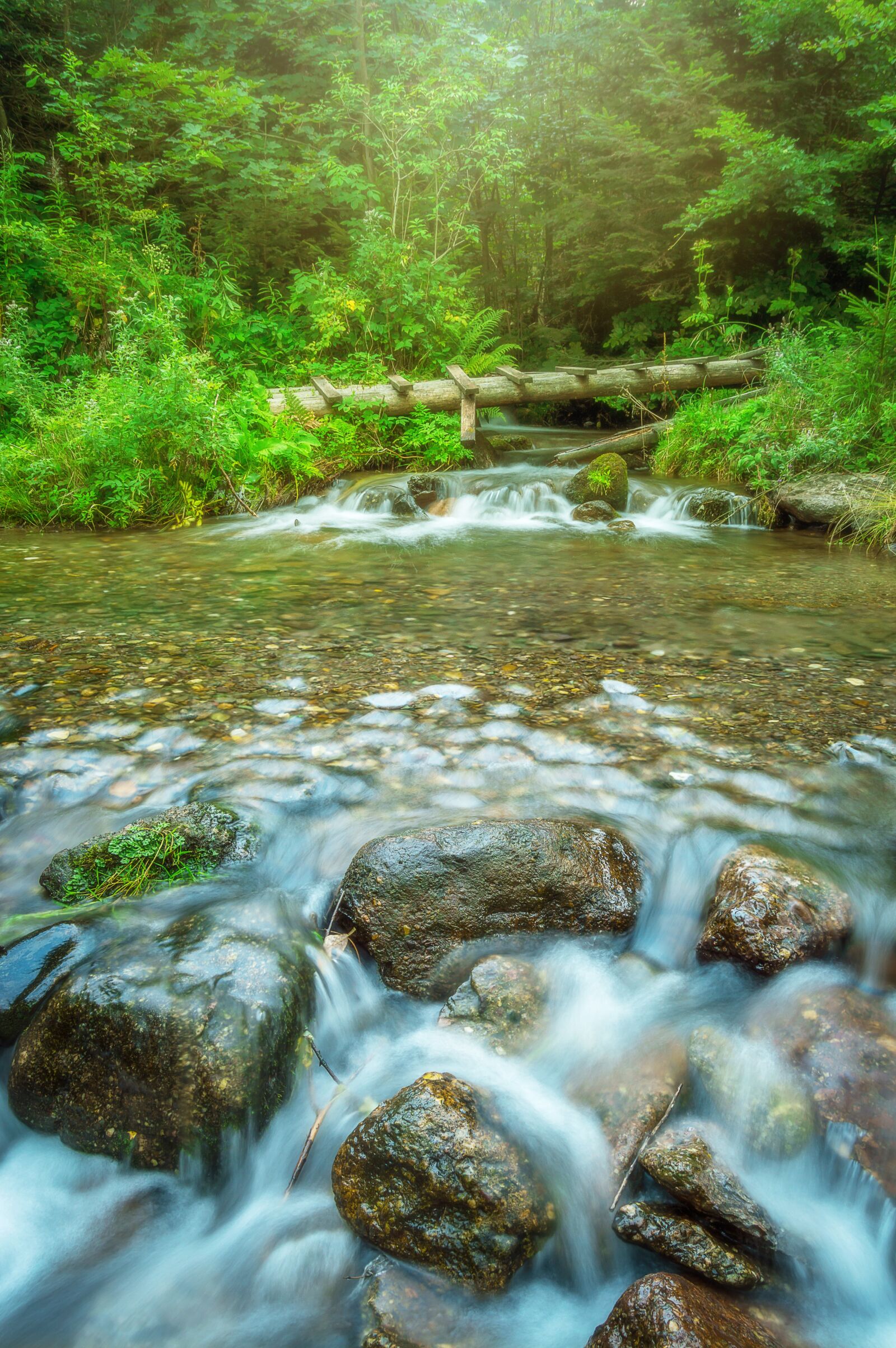 Nikon D3200 sample photo. Water, forest, green photography