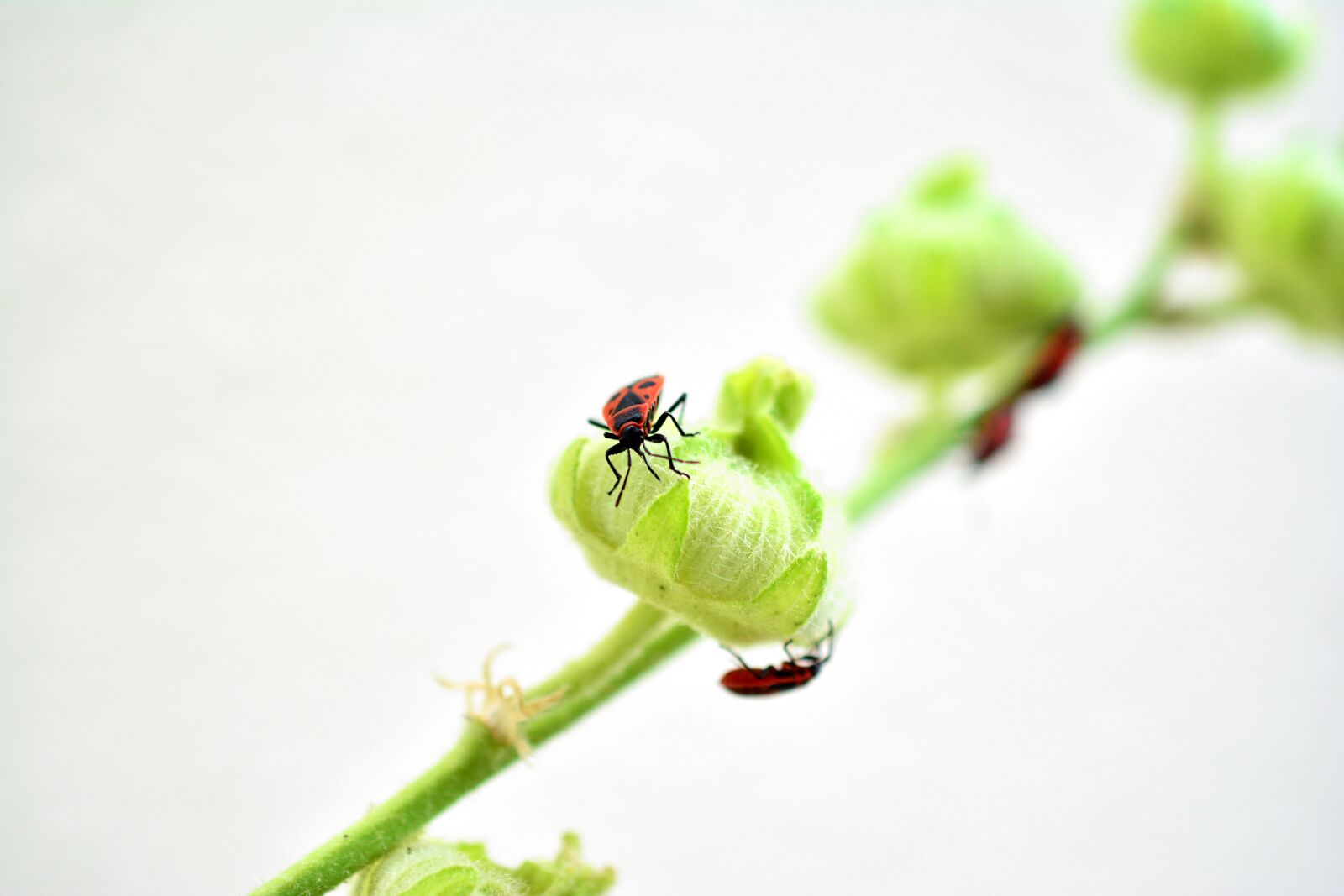 Nikon D5200 sample photo. Fire bug, insect, red photography