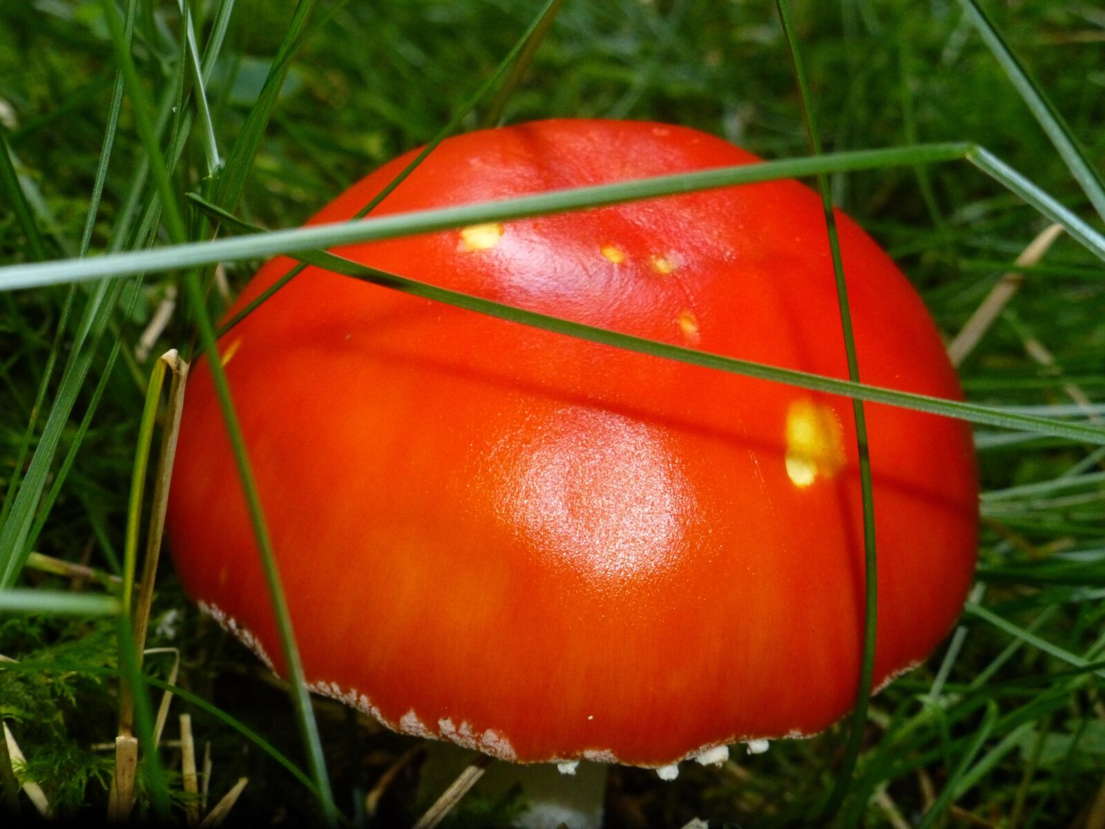 Panasonic DMC-TZ31 sample photo. Mushrooms, red, emperor mushroom photography