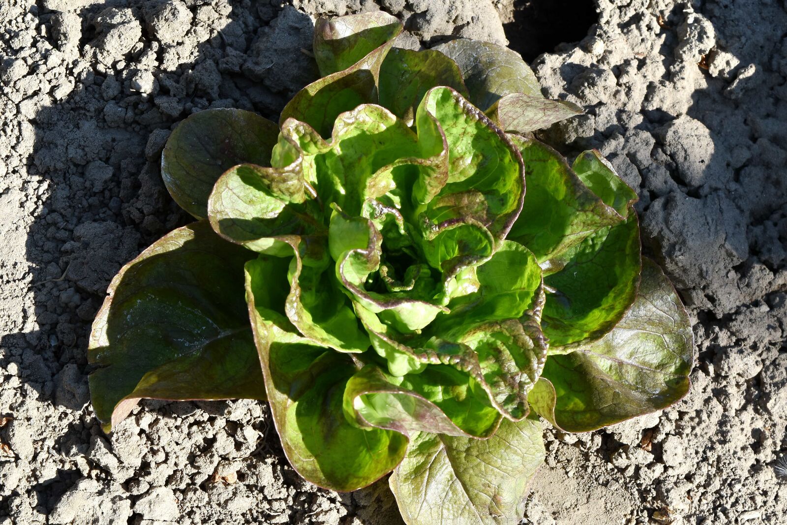 Nikon D5500 sample photo. Nature, flora, lettuce, leaf photography
