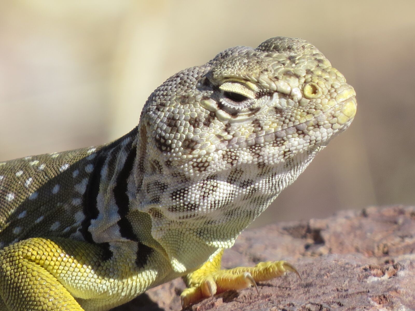 Canon PowerShot SX50 HS sample photo. Animal, reptile, desert photography
