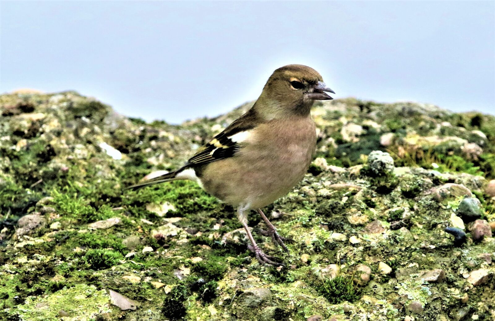 150-600mm F5-6.3 DG OS HSM | Contemporary 015 sample photo. Chaffinch, bird, nature photography