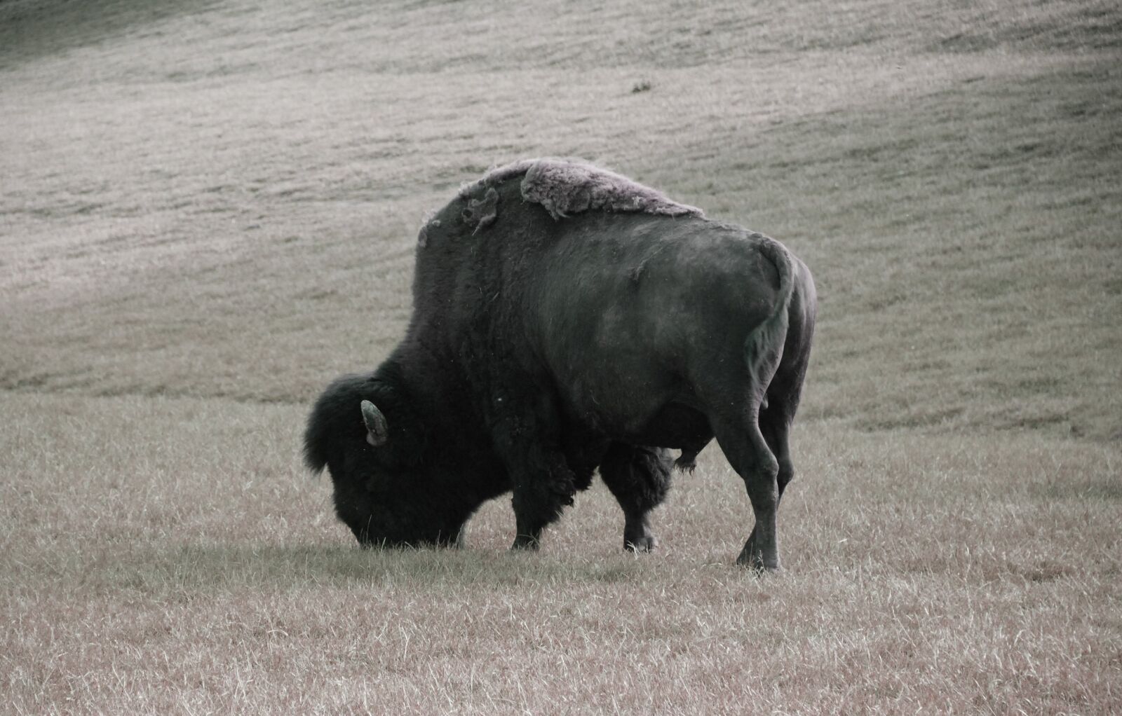 Nikon D80 sample photo. Wild, american buffalo, bison photography