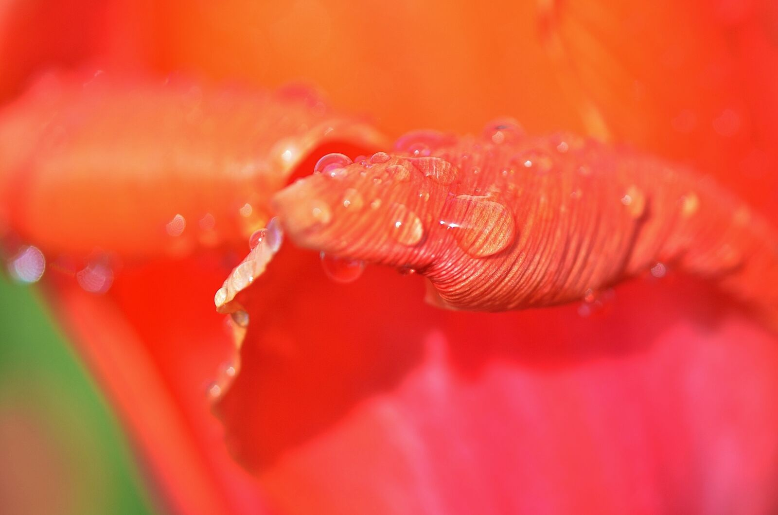 Nikon D7000 sample photo. Tulip, natur, garden photography