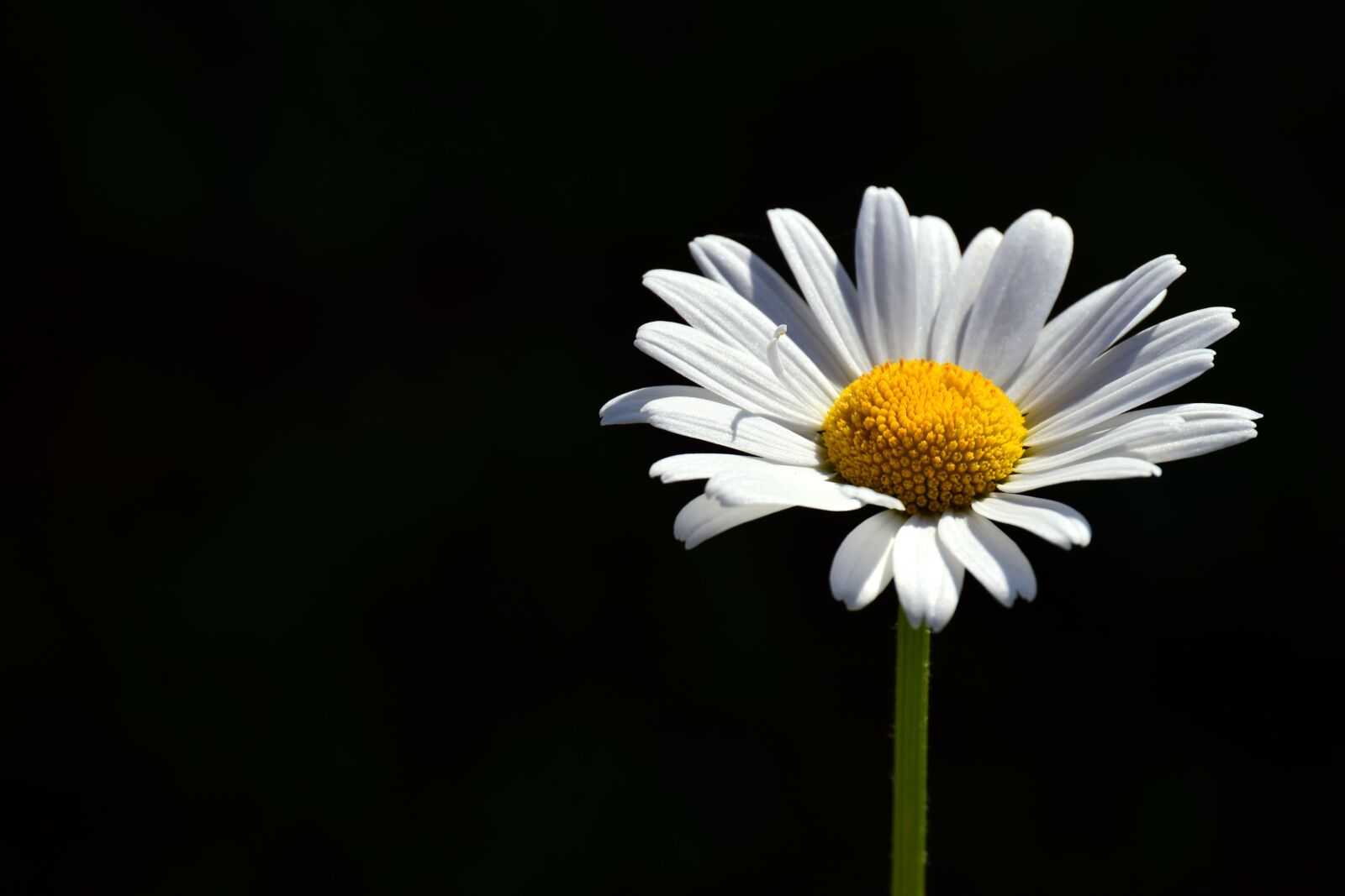 Nikon D3300 sample photo. Marguerite, white, meadow margerite photography